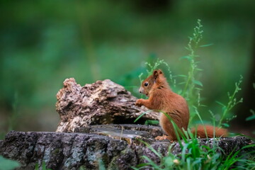 Close-up portrait of red squirrel in natural environment. Eurasian red squirrel, Sciurus vulgaris.