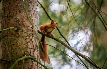 Close-up portrait of red squirrel in natural environment. Eurasian red squirrel, Sciurus vulgaris.
