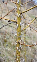 Sharp thorns on a branch of a bush and a tree