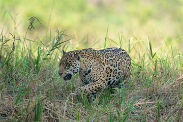 The jaguar (Panthera onca)