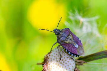 The Sloe Bug, Dolycoris baccarum, sits on an almost empty dandelion flower with bright yellow and green colors in background. The bug contains purple, brown, yellow, black and white colors. Macro
