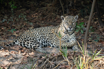 Naklejka na ściany i meble The jaguar (Panthera onca)