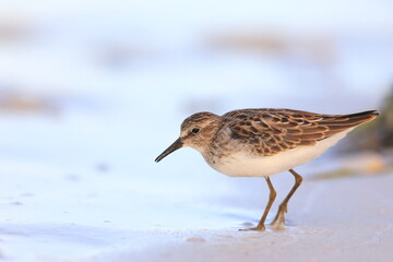 Dunlin, Calidris alpina, Saint Andrews Sate Park, Florida, USA