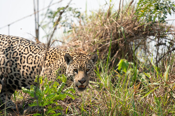The jaguar (Panthera onca)