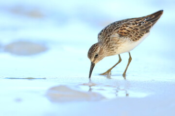 Dunlin, Calidris alpina, Saint Andrews Sate Park, Florida, USA