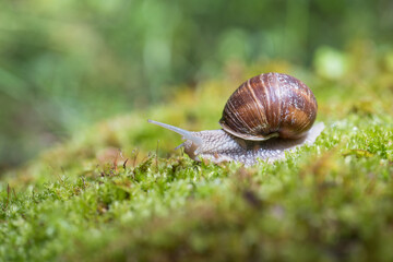 Snail (Helix pomatia) crawling on green moss with blurred background, shallow depth of field
