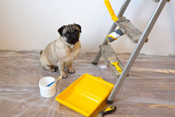 Pug dog sitting in new house during renovation with construction tools. Pet builder and repair...