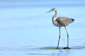 Great Blue Heron, Ardea herodias,  J.N. Ding Darling National Wildlife Refuge, Florida, USA