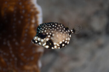 Juvenile Smooth Trunkfish on Caribbean Coral Reef