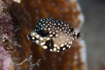 Juvenile Smooth Trunkfish on Caribbean Coral Reef