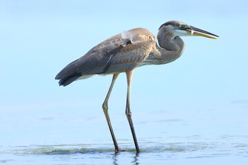 Fototapeta premium Great Blue Heron, Ardea herodias, J.N. Ding Darling National Wildlife Refuge, Florida, USA