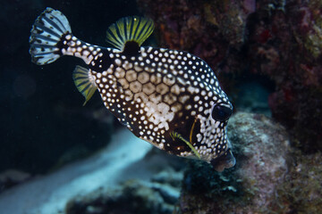 Smooth Trunkfish on Caribbean Coral Reef
