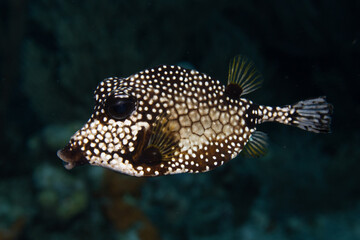 Smooth Trunkfish on Caribbean Coral Reef