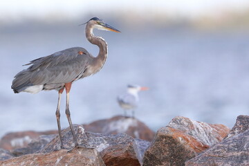 Great blue heron, Ardea herodias, Saint Andrews Sate Park, Florida, USA