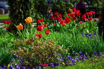 flower bed in the garden with flowers red tulips and pansies in green grass landscape design on a spring sunny park with plants close up, nobody.
