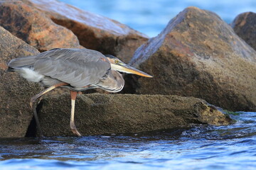 Great blue heron, Ardea herodias, Saint Andrews Sate Park, Florida, USA