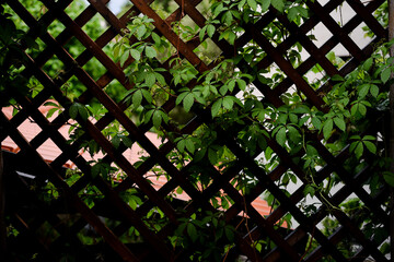 window in the garden