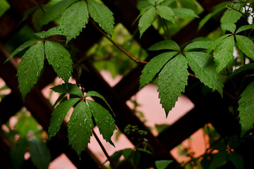leaves on the tree