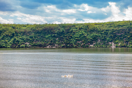 Flock of geese floating on the water . Riverside nature scenery . Green coastal cliffs