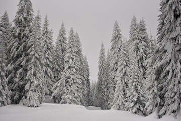 snow covered trees