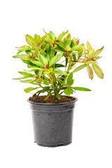 Fototapeta na wymiar garden seedlings, potted pygmy rhododendron isolated on white background