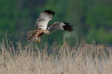 Western marsh harrier in the sky,Sweden