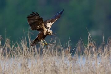 Western marsh harrier in the sky,Sweden