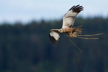 Western marsh harrier in the sky,Sweden