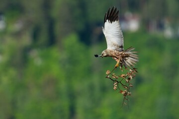 Western marsh harrier in the sky,Sweden