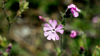 Fototapeta premium Red Campion, also known as Red Catchfly