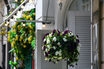 a hanging flowerpot with a blooming petunia on the facade of a building with a canopy of a street...