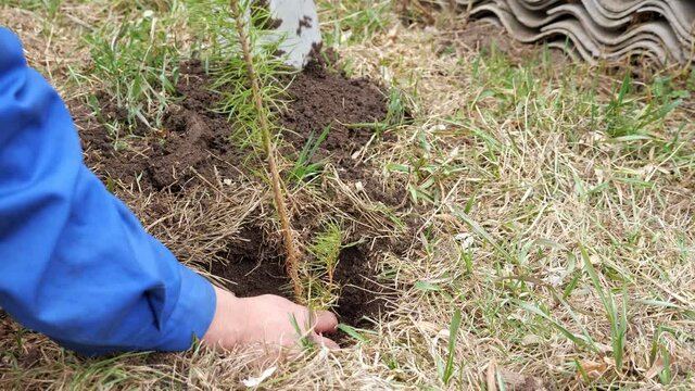 unrecognizable man plants a pine sapling in the ground.
