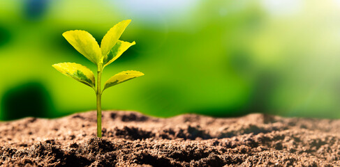 Growing plant, earth day, environmental concept