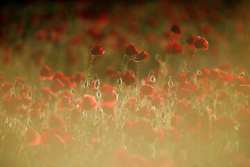 Poppies on a meadow in sunset light