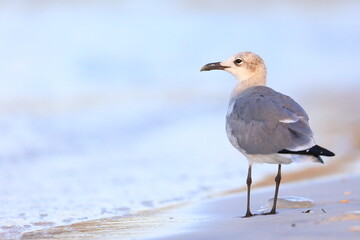 Laughing Gull, Leucophaeus atricilla, Saint Andrews Sate Park, Florida, USA