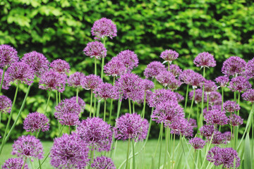 Obraz premium Allium 'Purple Rain' in flower