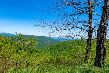 Spring Time in Shenandoah National Park