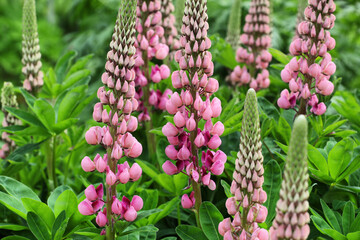 Pink lupin flower heads in bloom