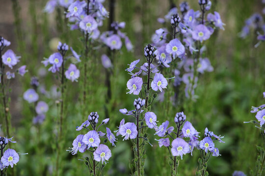 Veronica gentianoides, the gentian speedwell in flower