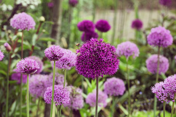 Allium 'Purple Sensation' in flower