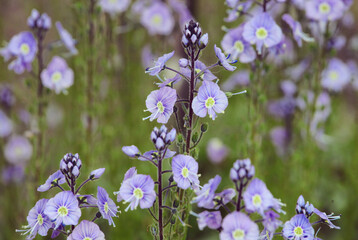 Veronica gentianoides, the gentian speedwell in flower