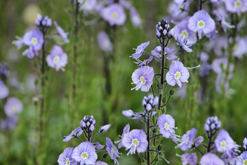 Veronica gentianoides, the gentian speedwell in flower