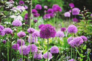 Obraz premium Allium 'Purple Sensation' in flower