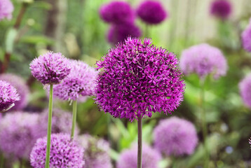 Allium 'Purple Sensation' in flower