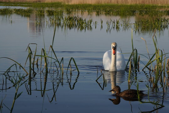 White swan and brown mallard duck crossing paths on lake in Delta Vacaresti natural park in Bucharest
