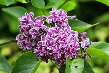 Foto op Plexiglas Purple and white Syringa vulgaris lilac 'Sensation' in bloom © Alexandra