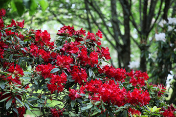 Deep red Rhododendron 'Alexander' in flower