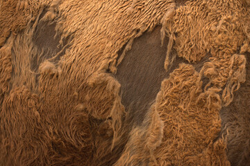 Beautiful european bison fur background.  © José Lodos Benavente