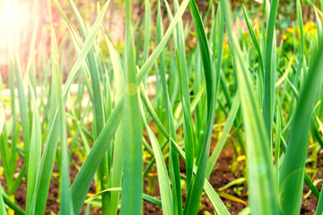 Garlic blooms in the beds, garlic tops in the beds, fresh herbs near the house