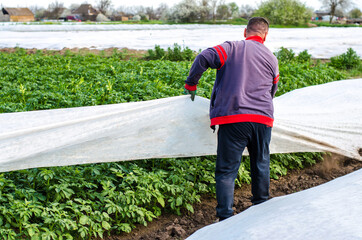 A farmer removes protective agricultural cover from a potato plantation. Greenhouse effect for protection. Agroindustry, farming. Growing crops in a cold early. Crop protection from low temperatures